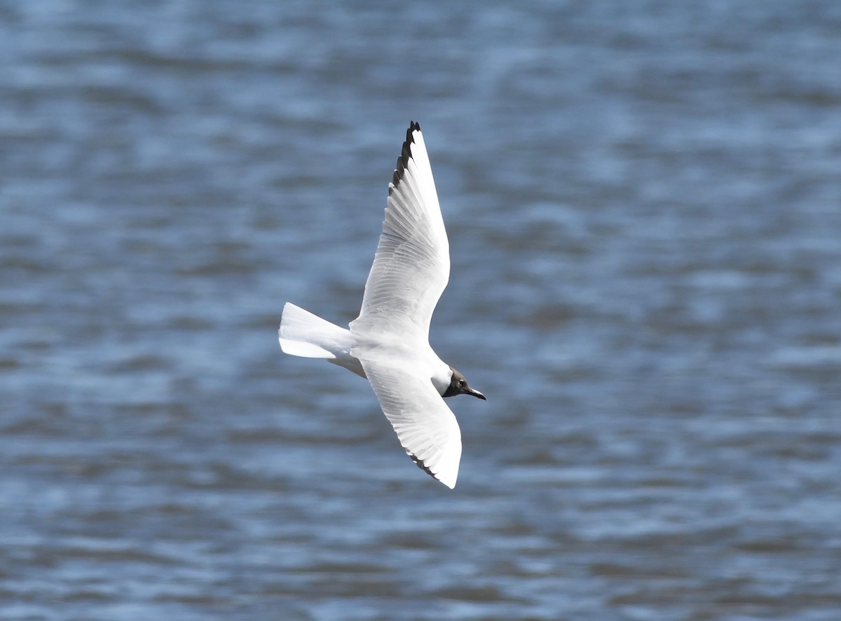 Mouette rieuse - ML616458302