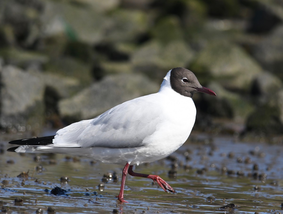 Black-headed Gull - ML616458303