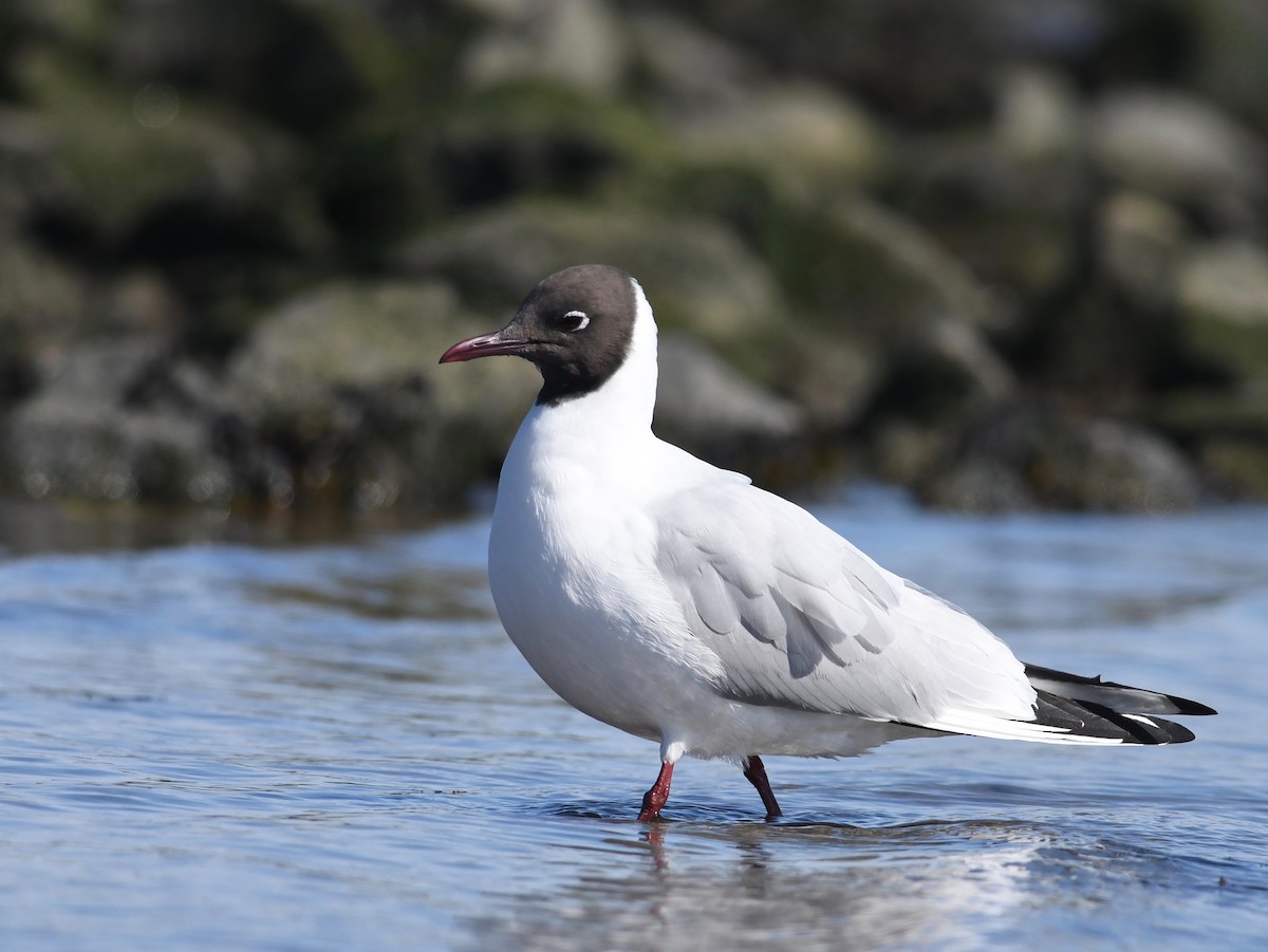 Black-headed Gull - ML616458304