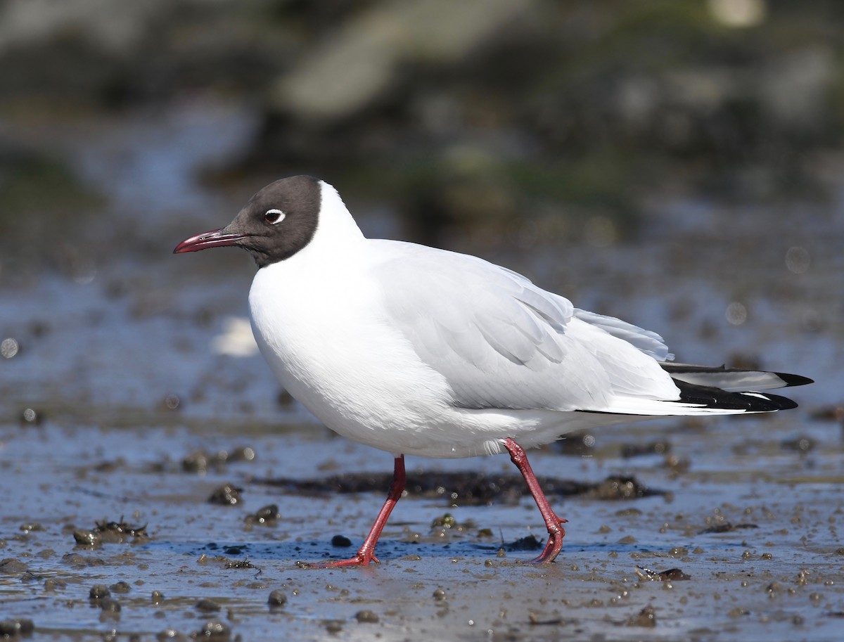 Mouette rieuse - ML616458305