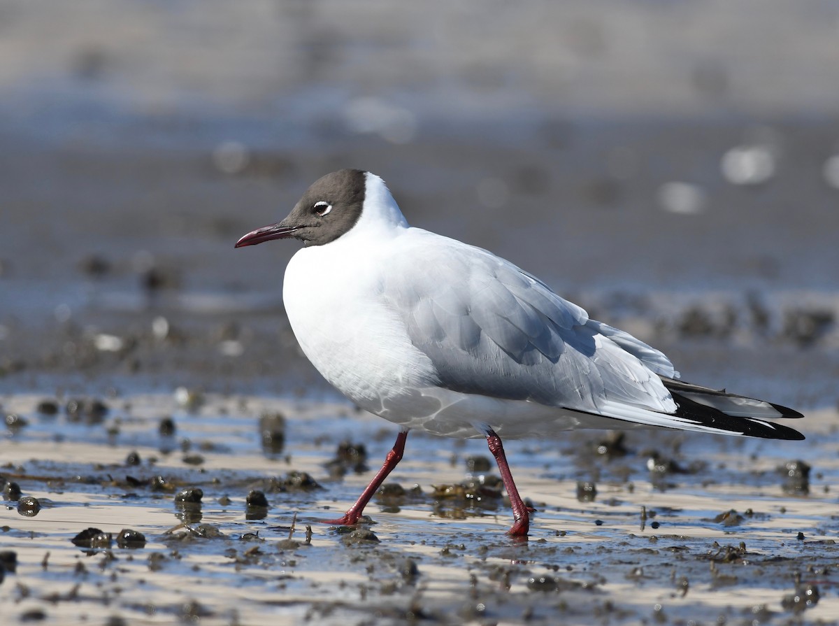 Mouette rieuse - ML616458306