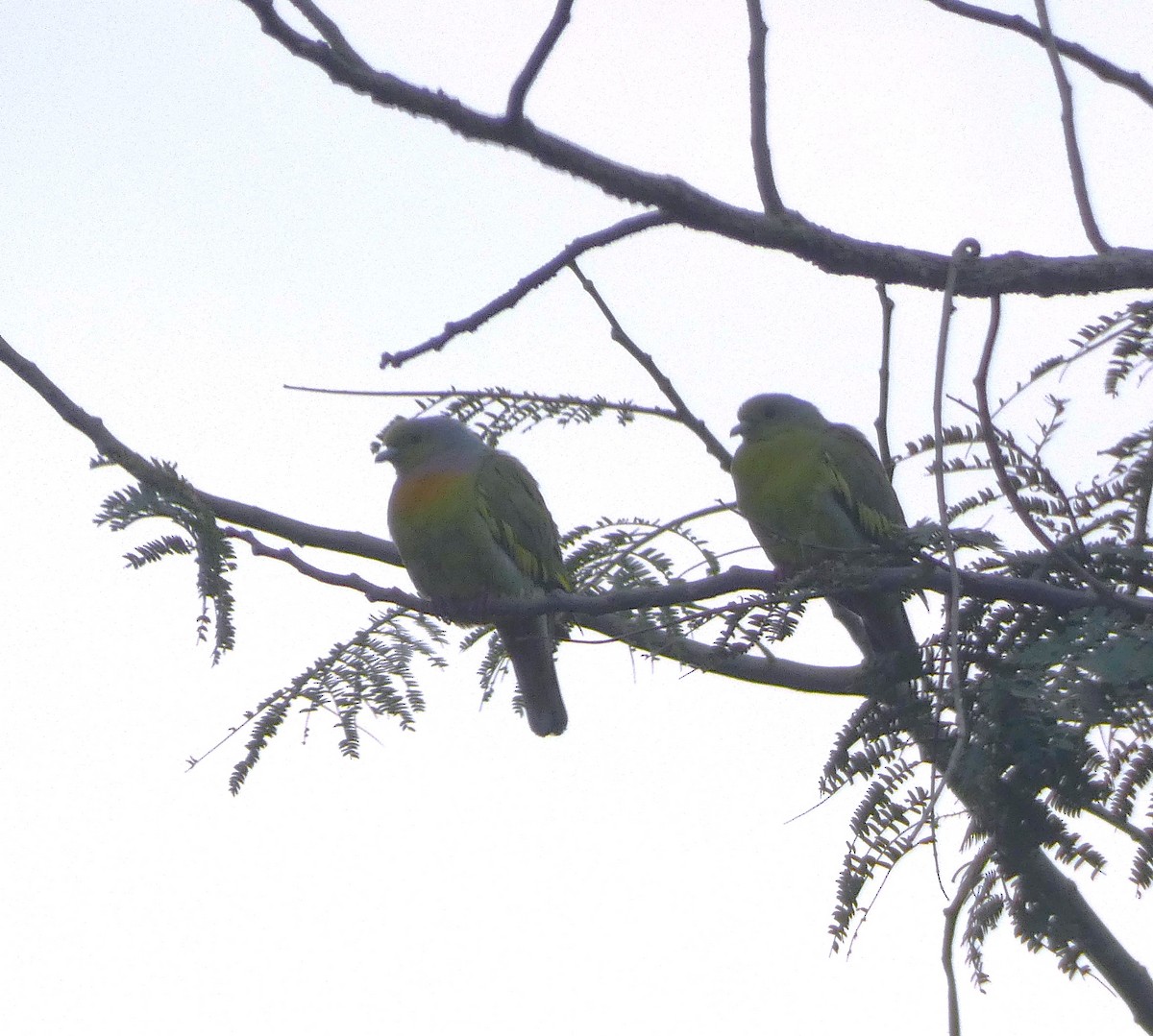 Orange-breasted Green-Pigeon - ML616458319