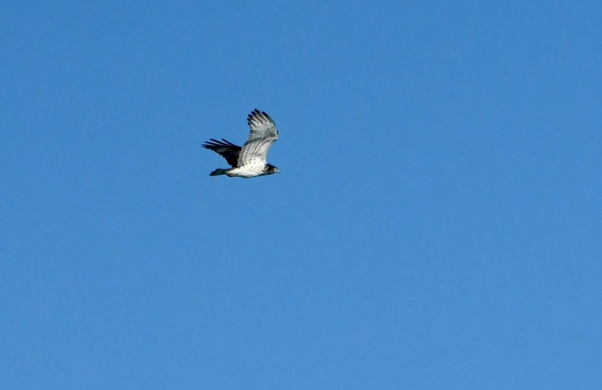 Short-toed Snake-Eagle - ML616458413