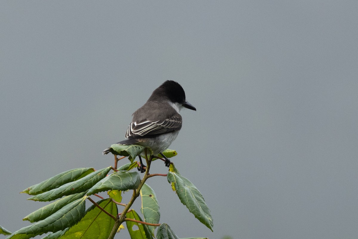 Loggerhead Kingbird - Nige Hartley