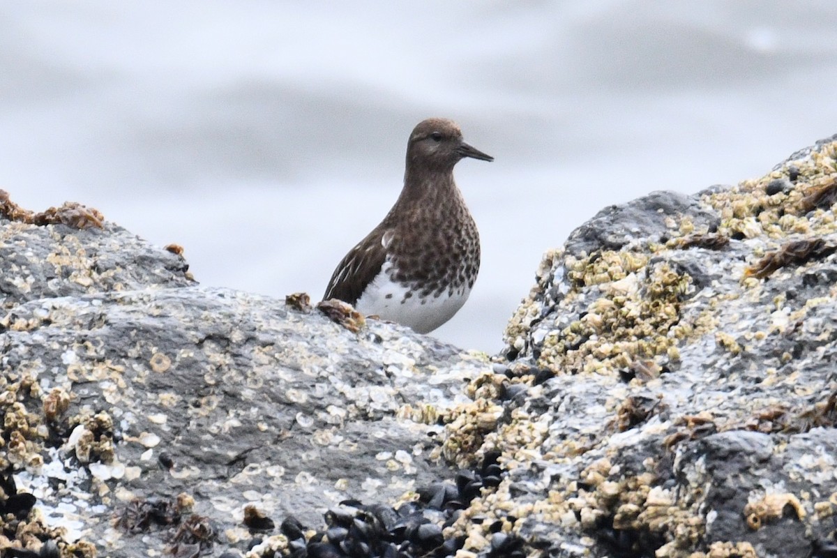 Black Turnstone - ML616458494