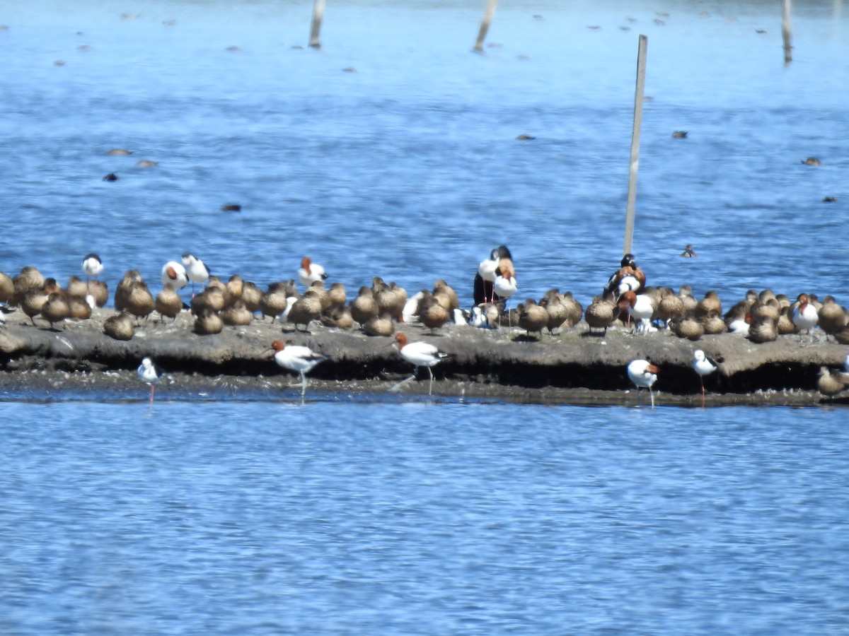 Australian Shelduck - ML616458497