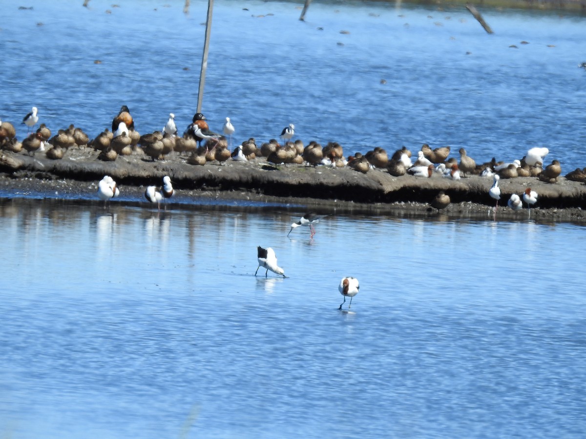 Australian Shelduck - ML616458498