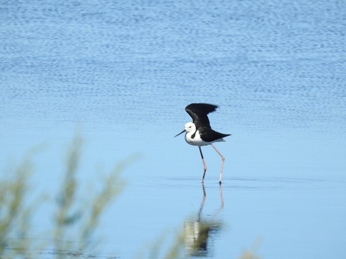 Pied Stilt - ML616458557