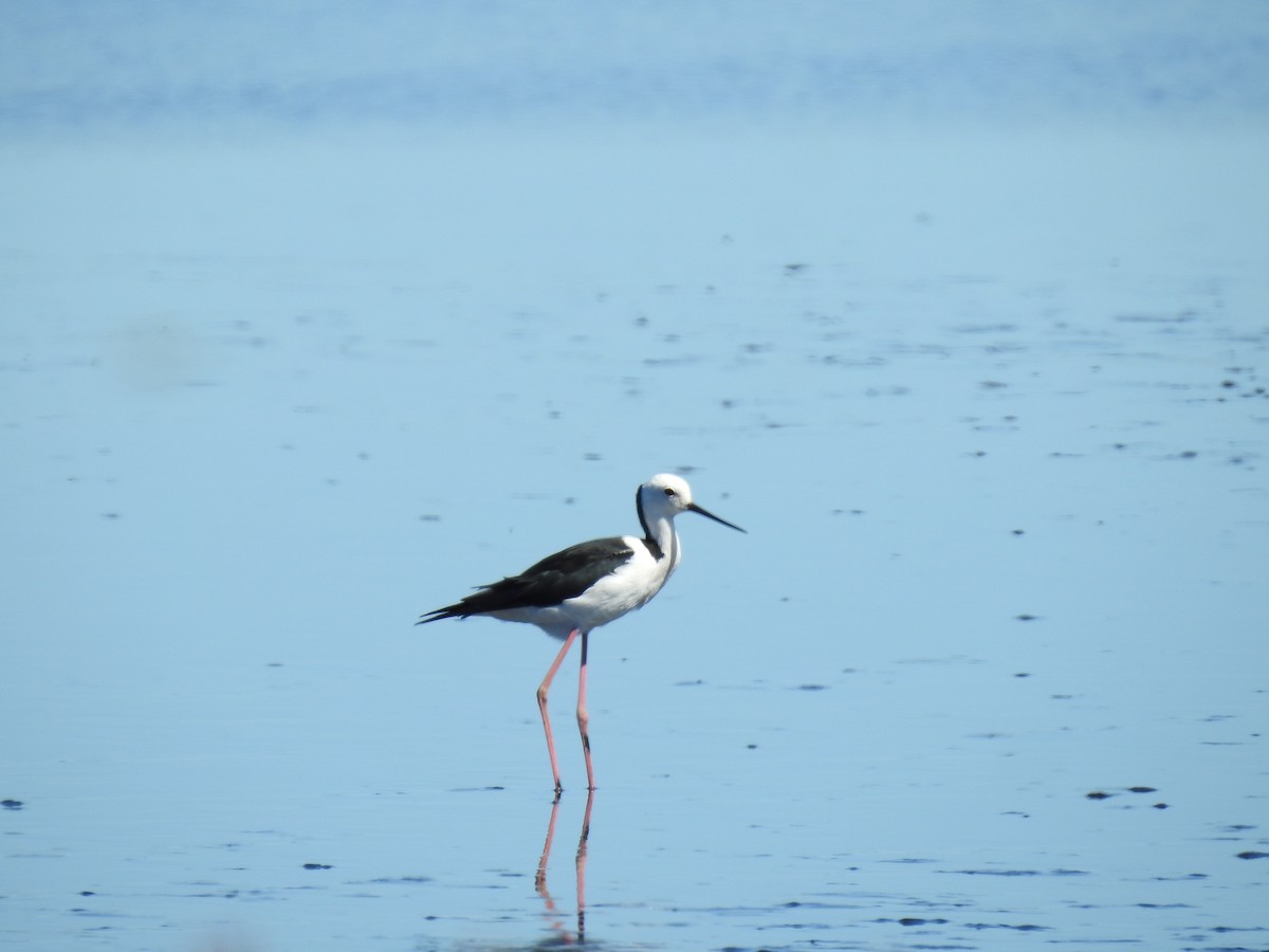 Pied Stilt - sharon dodd