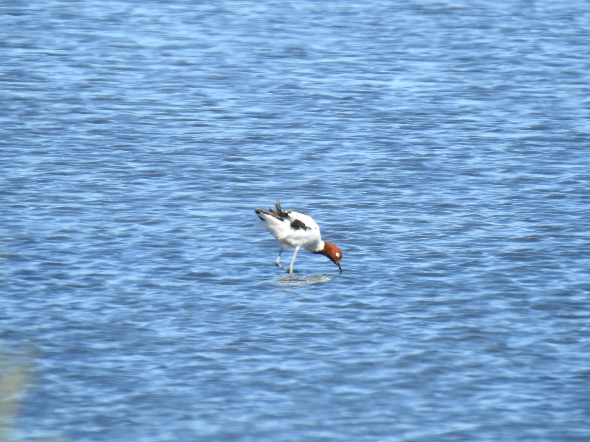 Red-necked Avocet - ML616458585