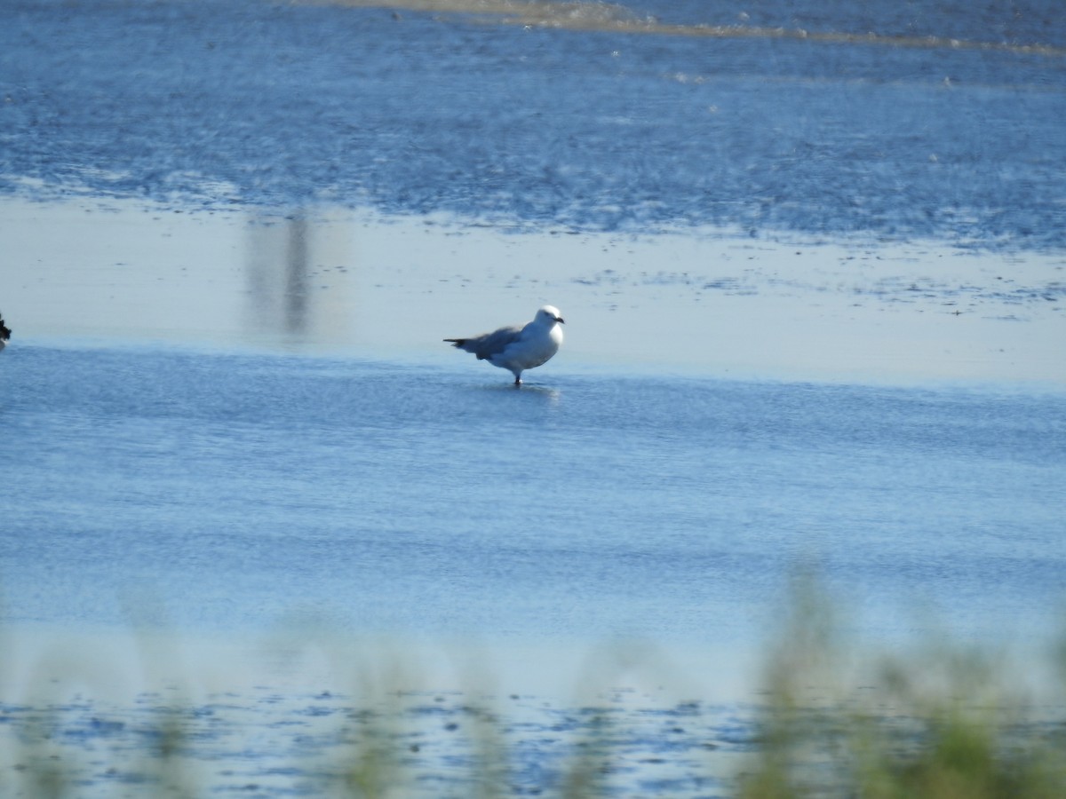 Silver Gull - ML616458609