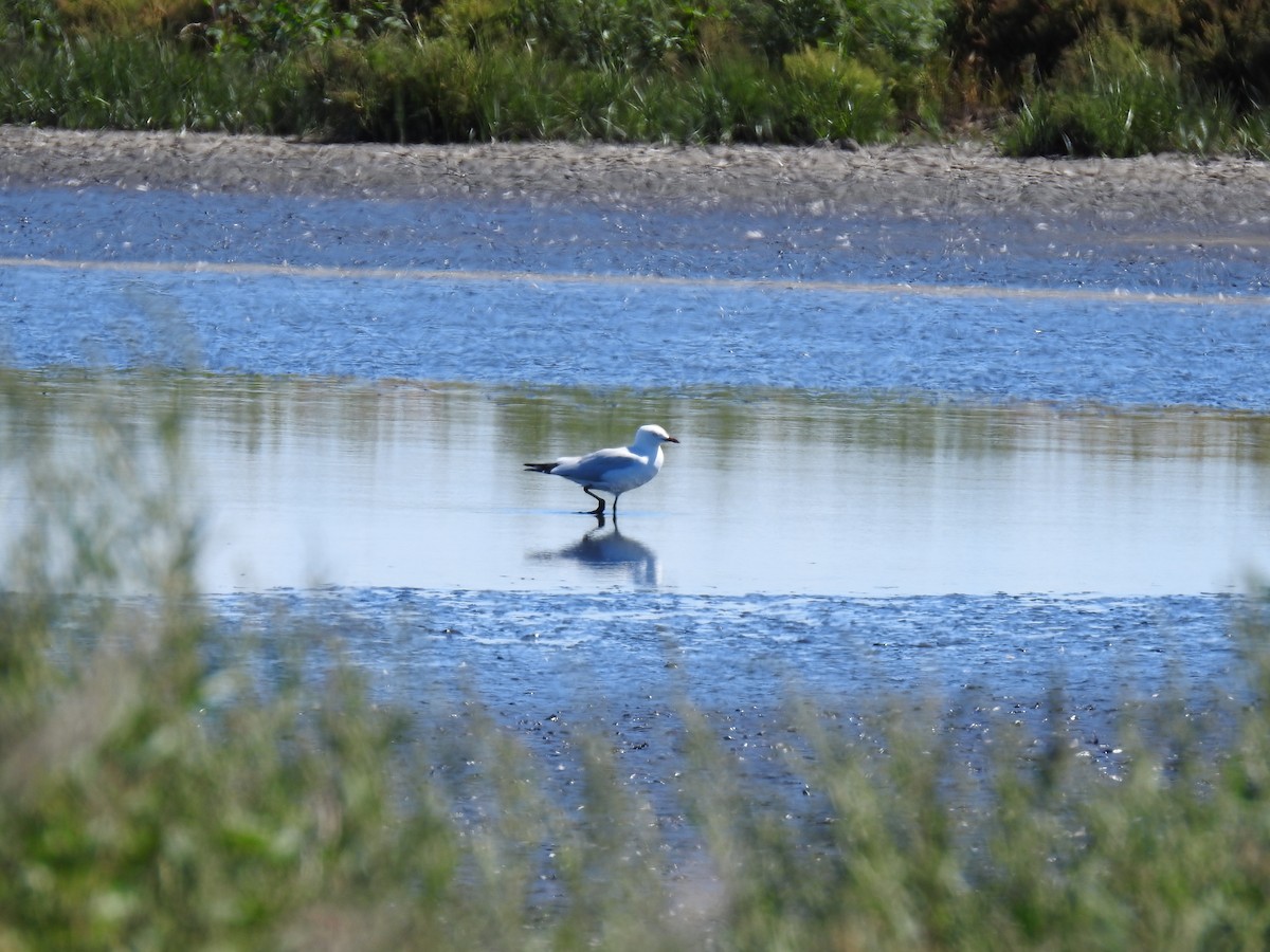 Silver Gull - sharon dodd