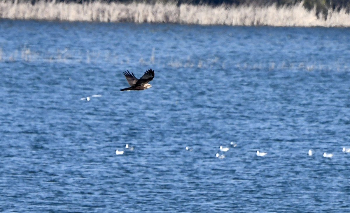 Western Marsh Harrier - ML616458612