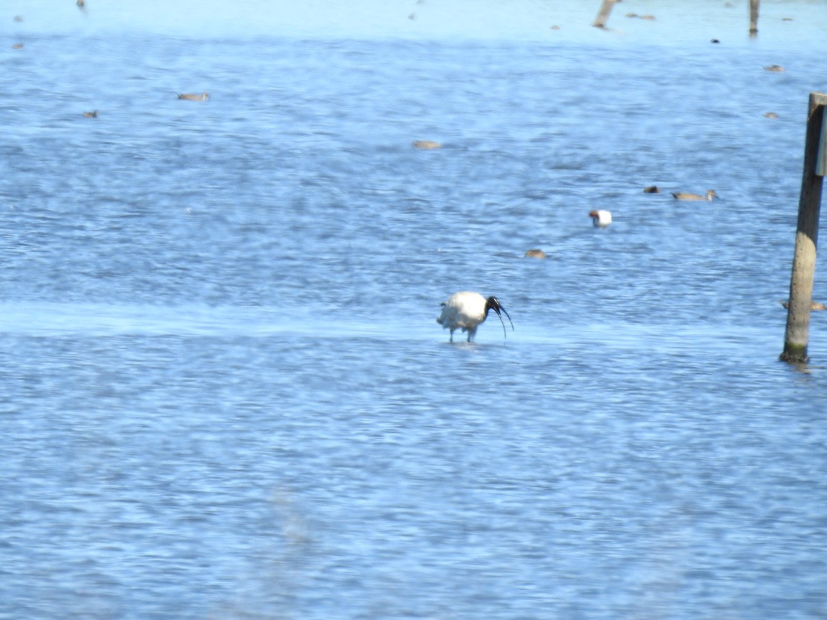 Australian Ibis - sharon dodd