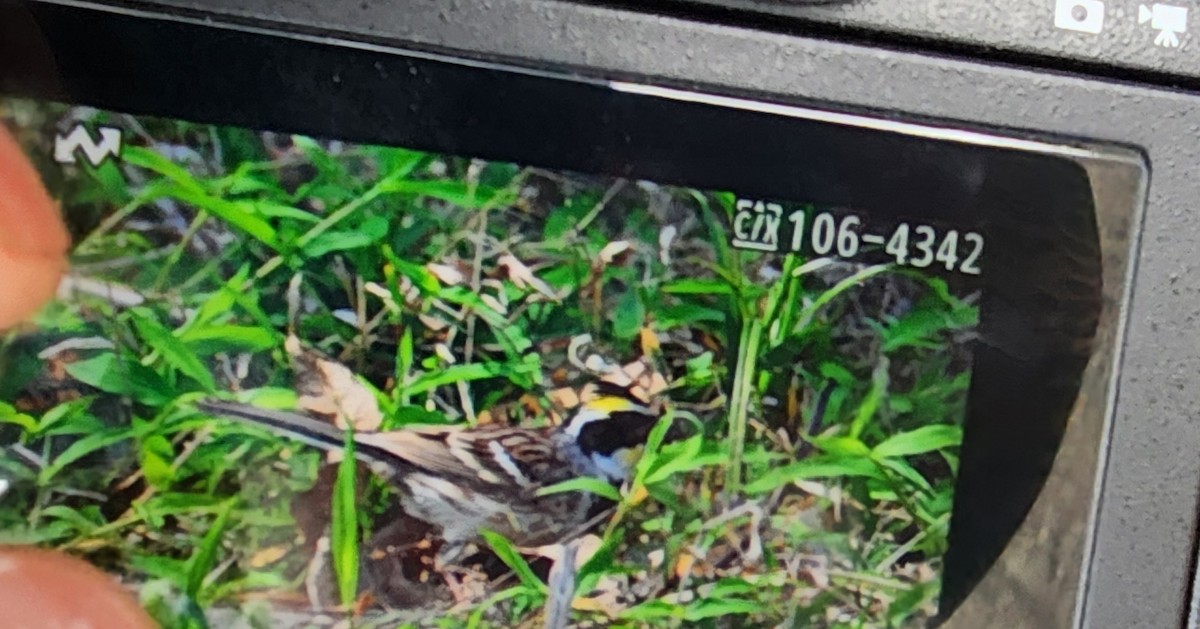 Yellow-throated Bunting - Sze On Ng (Aaron)