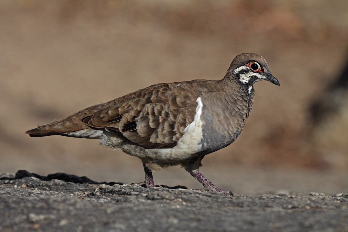 Squatter Pigeon - Adrian Boyle