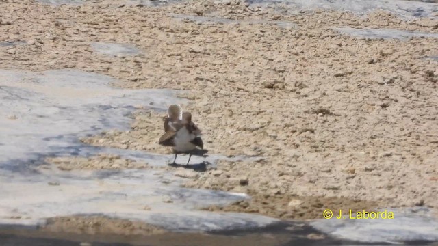 Common Sandpiper - ML616458660