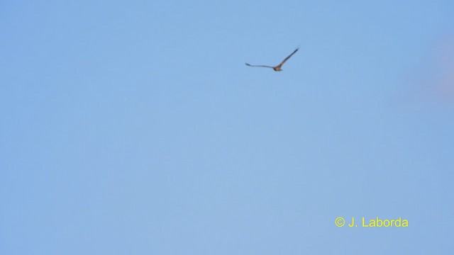 Western Marsh Harrier - ML616458664