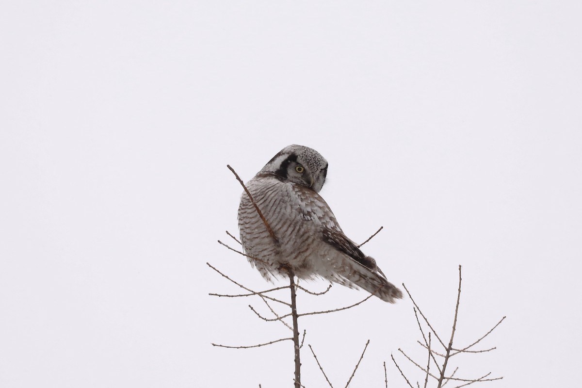 Northern Hawk Owl - ML616458669