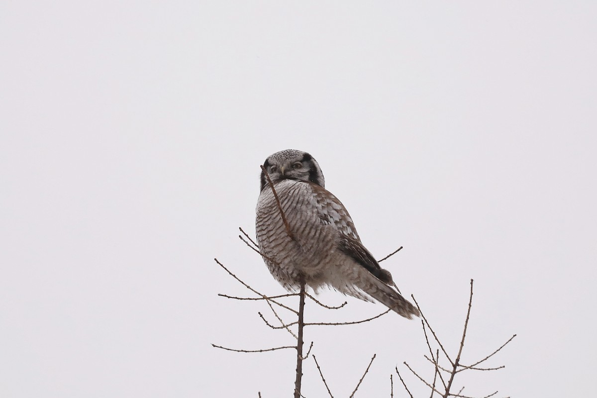 Northern Hawk Owl - ML616458670