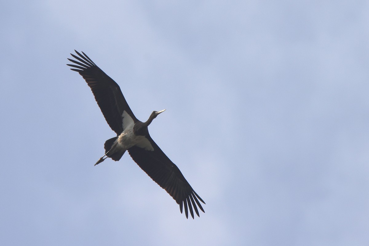 Black Stork - Hao Zheng