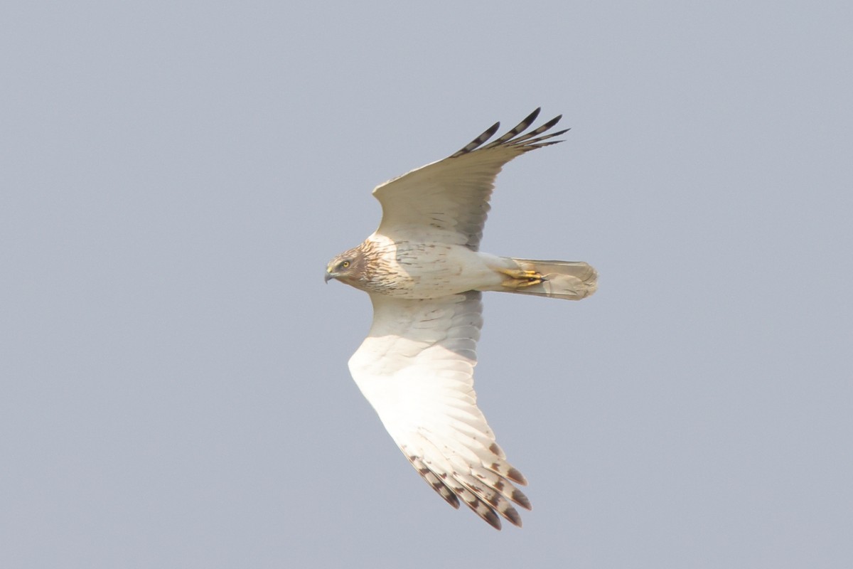 Eastern Marsh Harrier - ML616458694