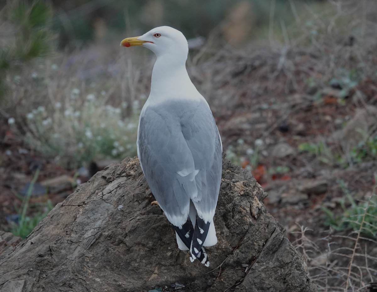 Yellow-legged Gull - Juan Ramírez