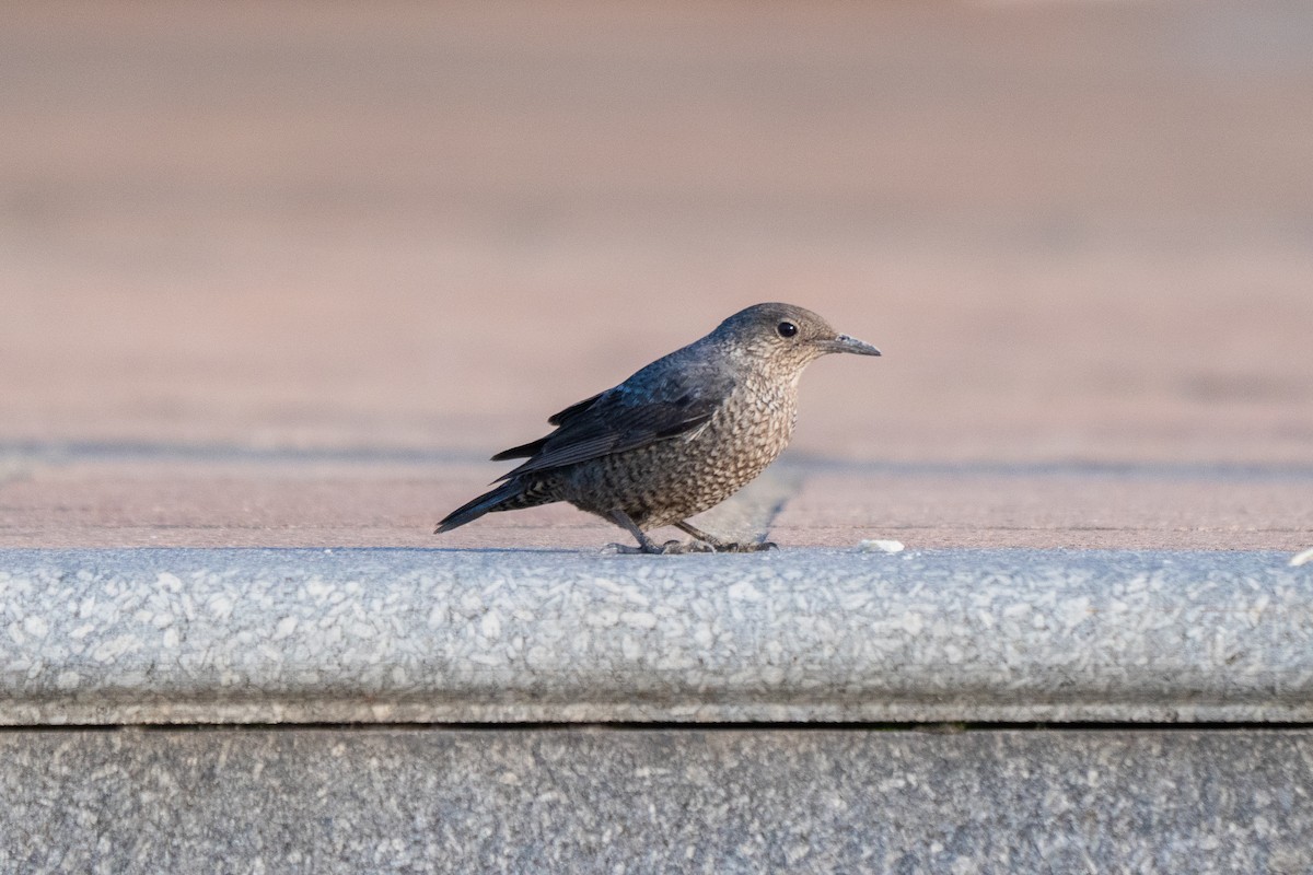 Blue Rock-Thrush - ML616458744