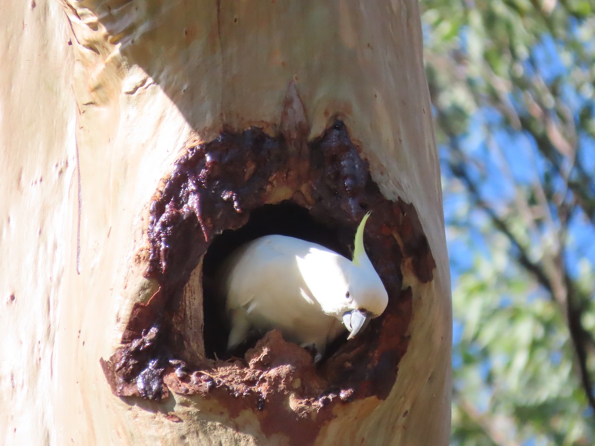 Sulphur-crested Cockatoo - Rolo Rodsey