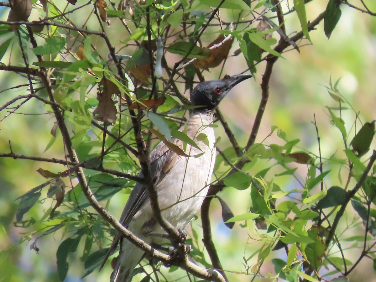 Noisy Friarbird - ML616458760