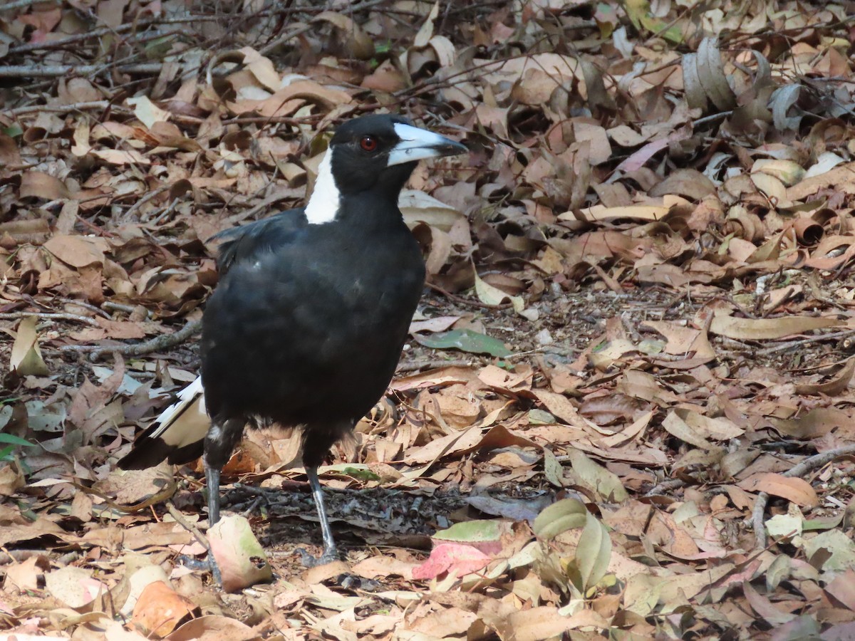 Australian Magpie - ML616458765