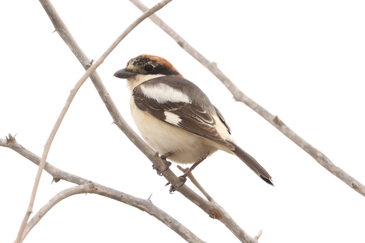 Woodchat Shrike - ML616458779