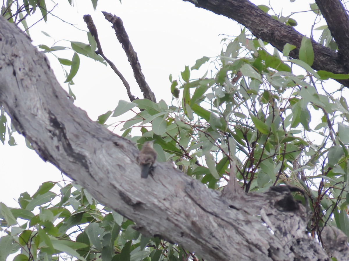 White-throated Treecreeper - ML616458780