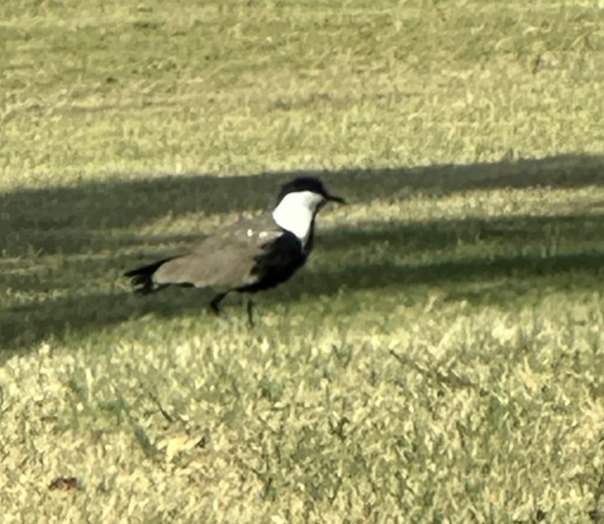 Spur-winged Lapwing - Brennan Stokkermans