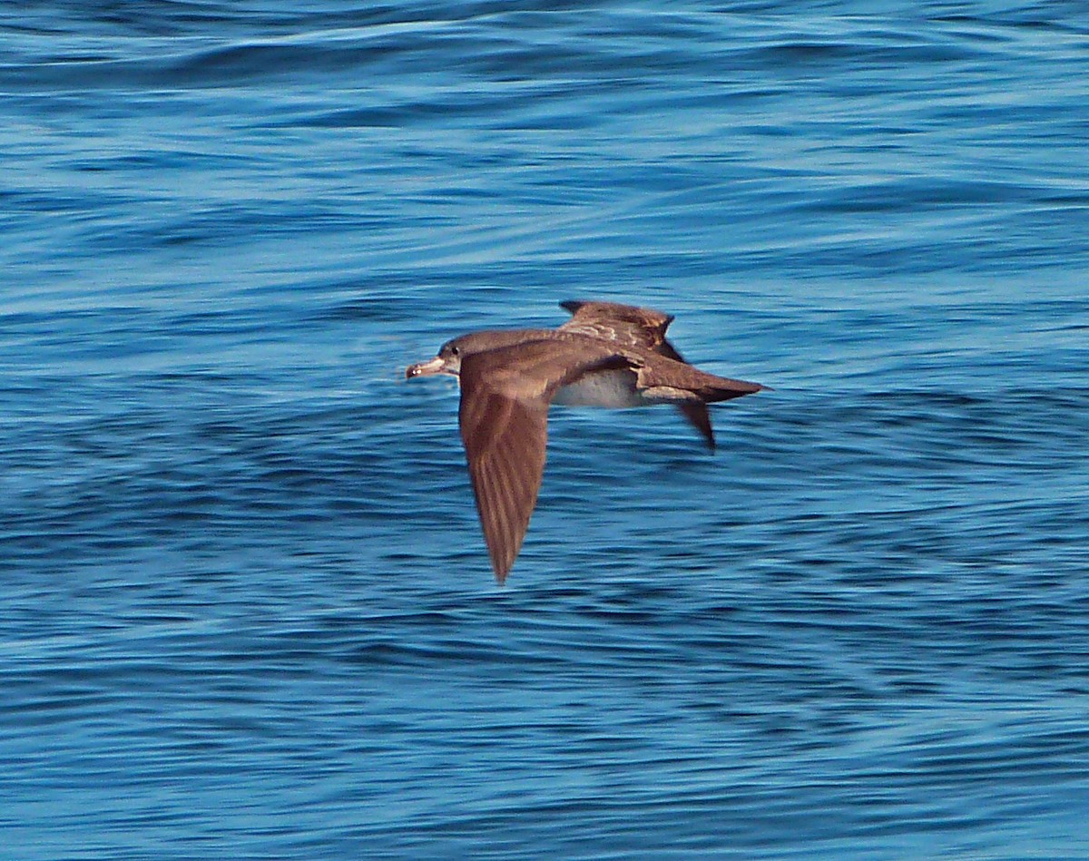 Pink-footed Shearwater - ML616458796