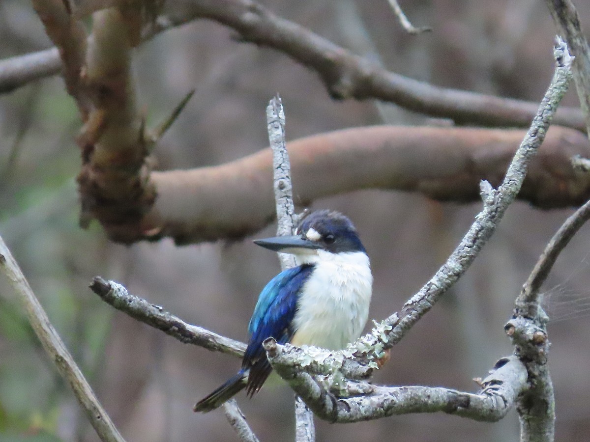 Forest Kingfisher - ML616458806