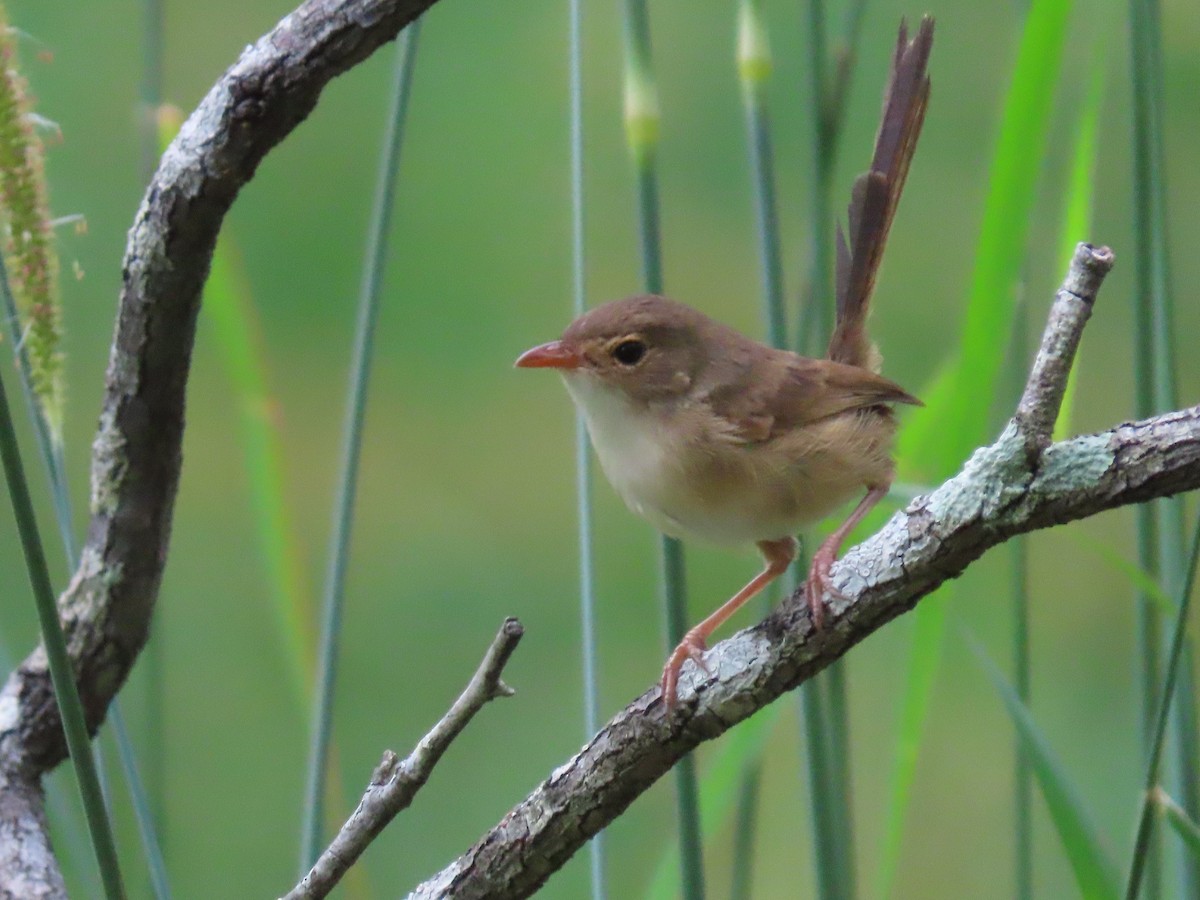 Red-backed Fairywren - ML616458811