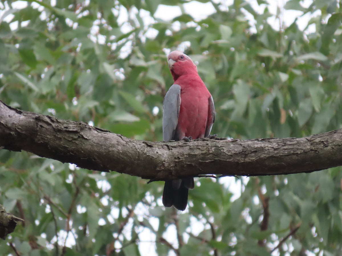 Galah - ML616458815