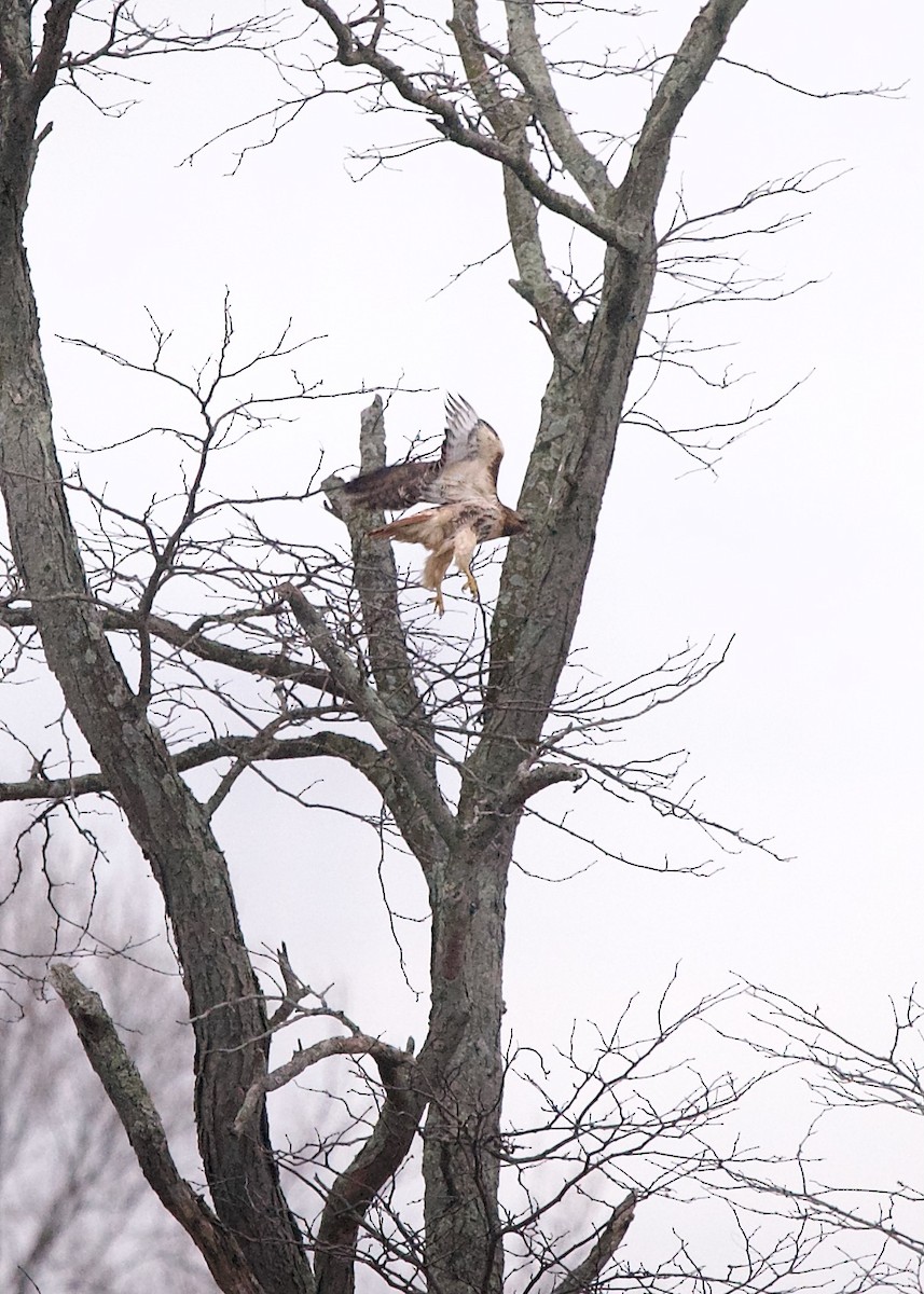 Red-tailed Hawk (abieticola) - ML616458824