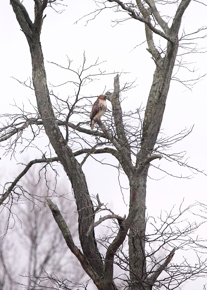 Red-tailed Hawk (abieticola) - ML616458825