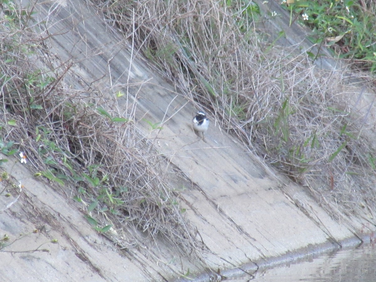 White-browed Wagtail - ML616458847