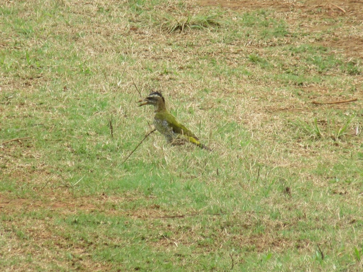 Streak-throated Woodpecker - ML616458870