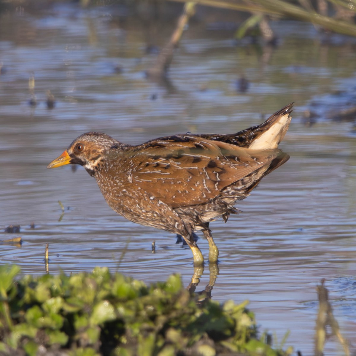 Spotted Crake - ML616458934