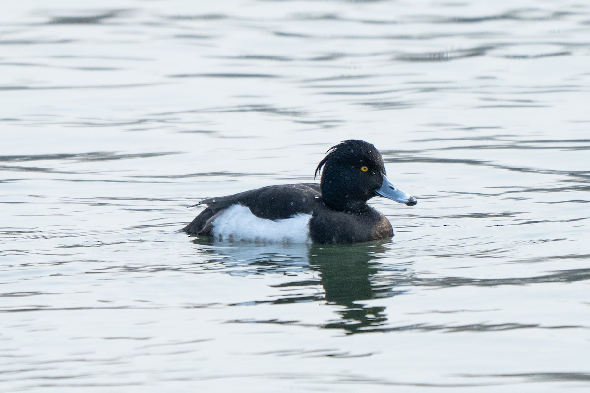 Tufted Duck - Kaiyuan Li