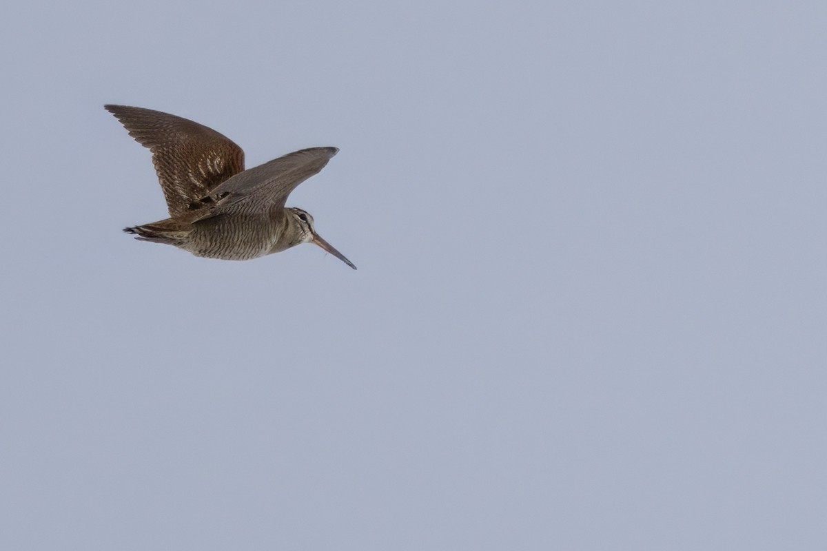 Eurasian Woodcock - ML616458976