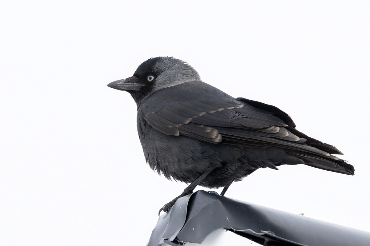 Eurasian Jackdaw - Yann Kolbeinsson