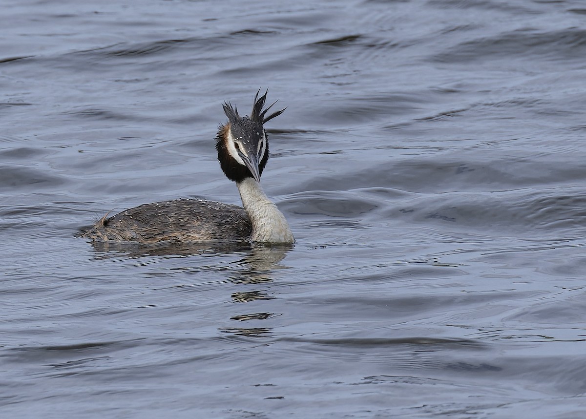 Great Crested Grebe - Bruce Ward-Smith