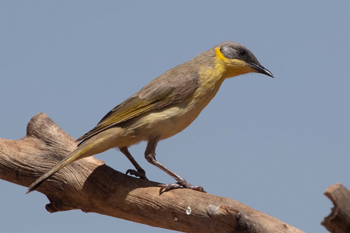 Gray-headed Honeyeater - ML616459034