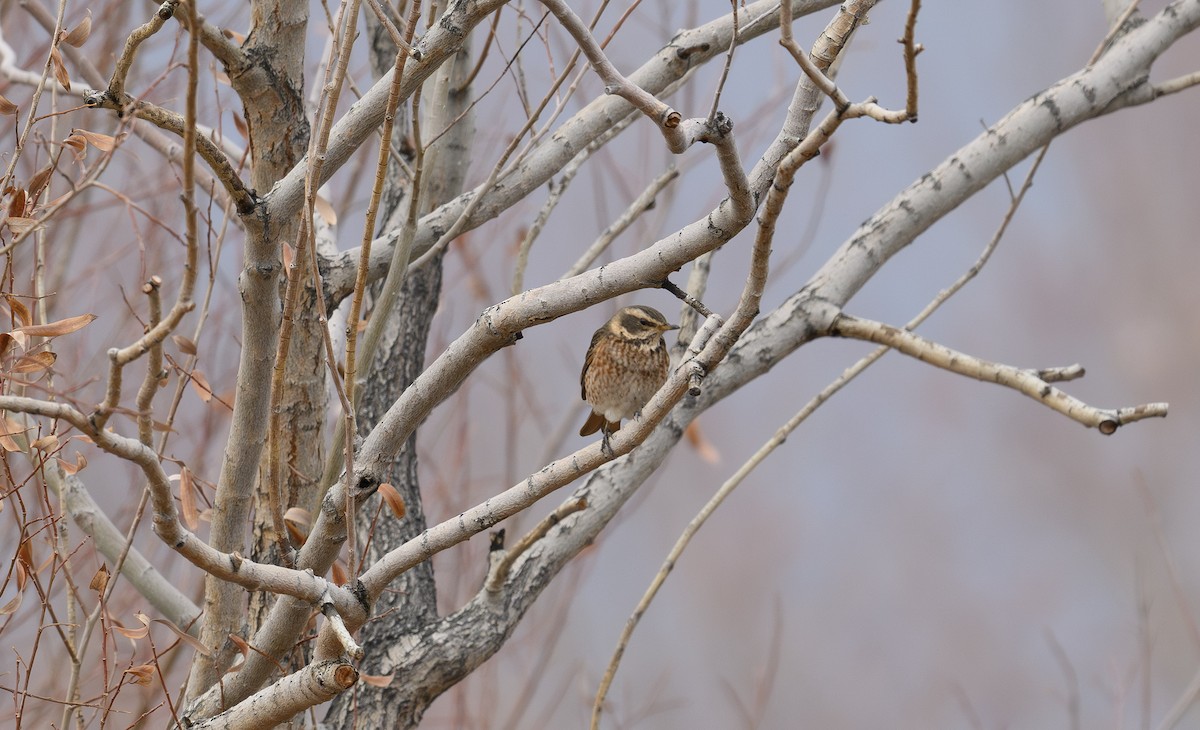 Naumann's Thrush - ML616459055