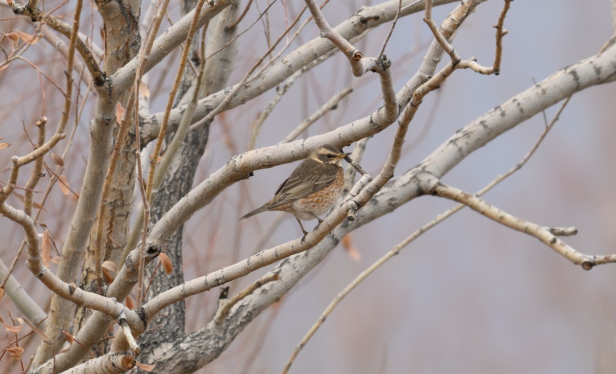Naumann's Thrush - Sunil Kini
